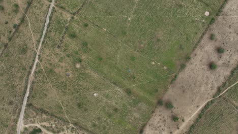 vista aérea a vista de pájaro de un avión no tripulado sobre campos de mijo maduros a lo largo del campo rural en tharparkar, pakistán en un día nublado