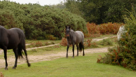 three-New-Forest-ponies-walking-into-frame-with-one-white-pony-walking-to-camera-then-out-of-frame-in-the-New-Forest