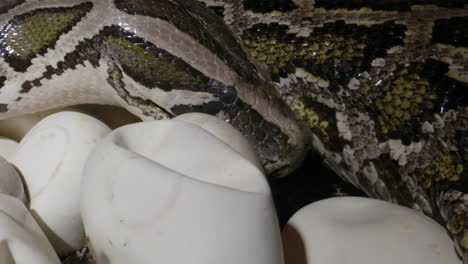 python snake mother tending to her eggs