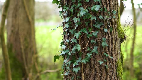 a close up of a tree trunk in a woodland park