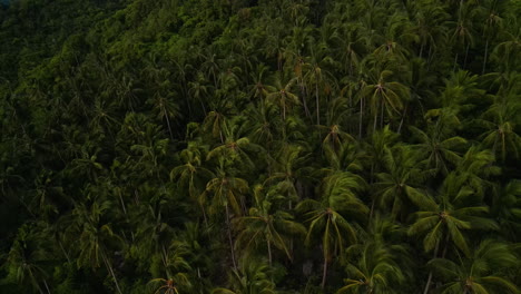 Koh-Tao,-Thailand-Exotic-Palm-Trees-Waving-In-The-Wind-Over-A-Undisturbed-Coastal-Mountain-Wilderness