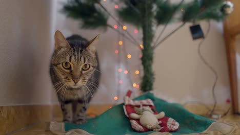 Cat Looking at Christmas Decorations