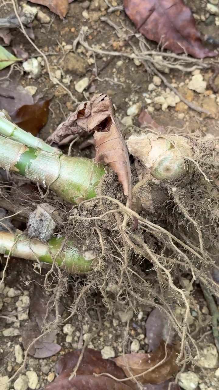 Close-up of Plant Rhizome and Roots on Soil