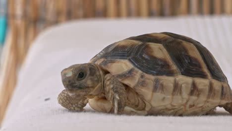 baby leopard tortoise close up, on white background, slow motion