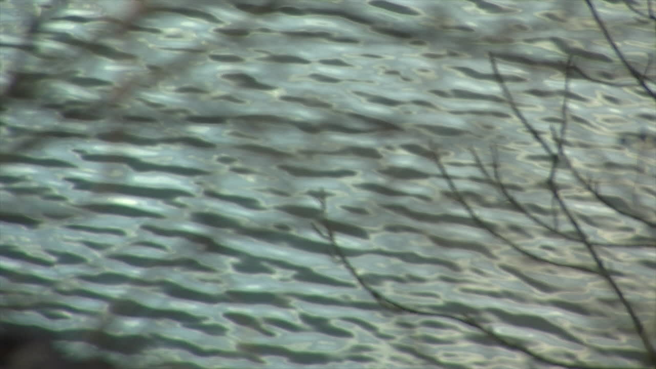 olas ondulantes en el lago vistas a través de las ramas de los árboles