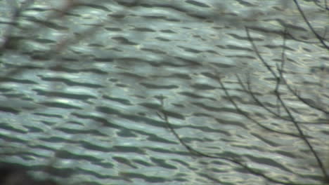 Rippling-waves-on-lake-seen-through-tree-branches