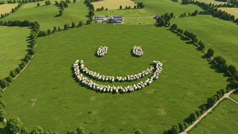 aerial view of a pastoral landscape featuring a whimsical smile created by sheep formations in a lush green field surrounded by natural scenery