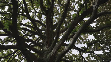 árbol viejo con muchas ramas en vista de ángulo bajo