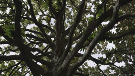 old tree with many branches in low angle view