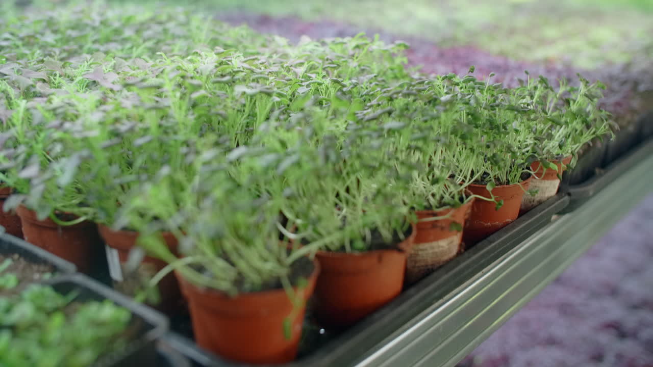 Growing Microgreens and Seedlings in a Greenhouse