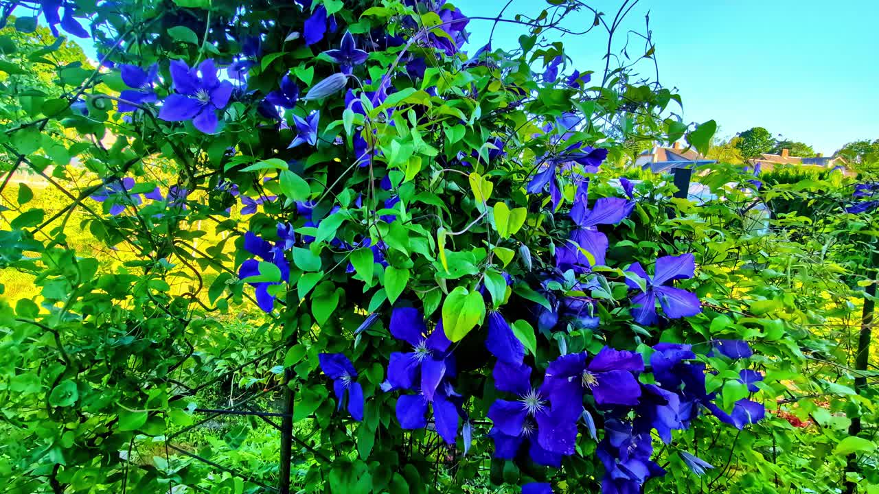 Closeup shot of beautiful blue flowers on plant in a forest of Latvia