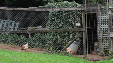 Static-view-capturing-chickens-freely-pecking-around-and-finding-food-in-their-natural-environment