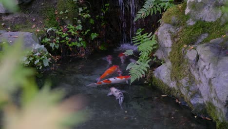 beautiful vibrant japanese koi fish swimming inside pond in landscape garden