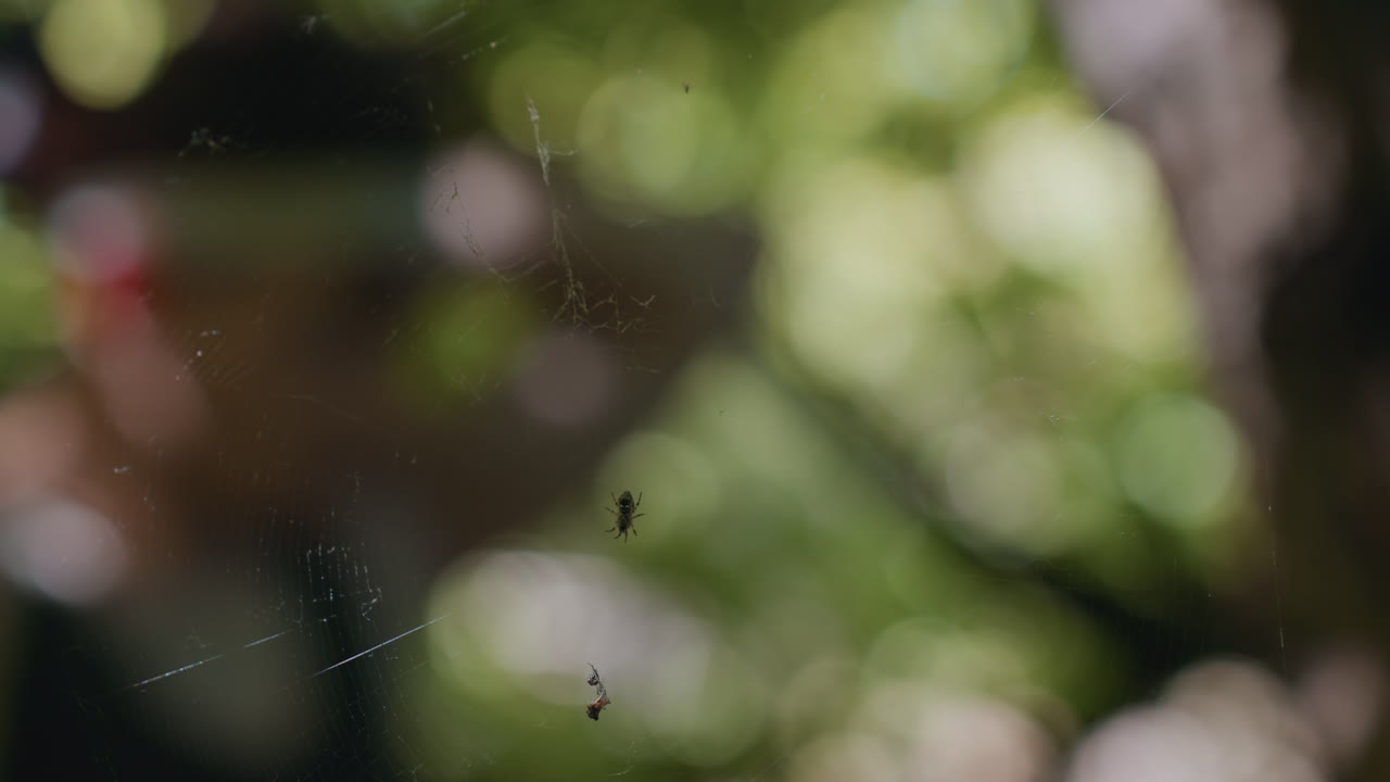 blurry focus on man adjusting headband behind delicate cobweb glistening in sunlit forest while branches and leaves create challenge of navigation through web screened perspective of hidden figure