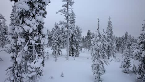 Drone-Ascends-Out-Of-Snowy-Forest,-Showing-Very-Tall-Pine-Tree-in-Lapland,-Finland,-Arctic-Circle