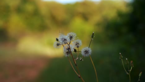 Flores-De-Diente-De-León-Flor-Con-Desenfoque-De-Fondo-Bokeh