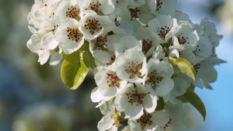 Peachtree-blossom-closeup-in-gentle-wing-breeze-spring-evening-light