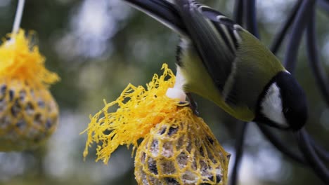 Close-up-of-Great-Tit-eating-homemade-seed-ball-near-electric-cables