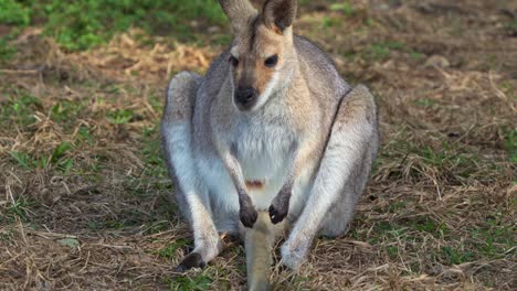 a wallaby in its natural habitat