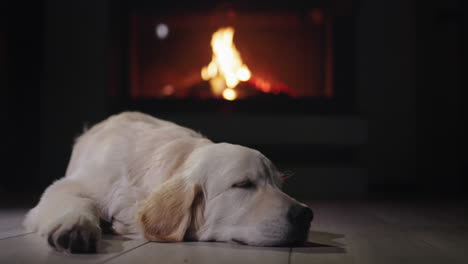 a cute dog sleeps against the backdrop of a burning fireplace. christmas eve and a cozy warm home