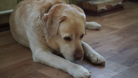 perro de raza labrador está tendido en el suelo en el interior