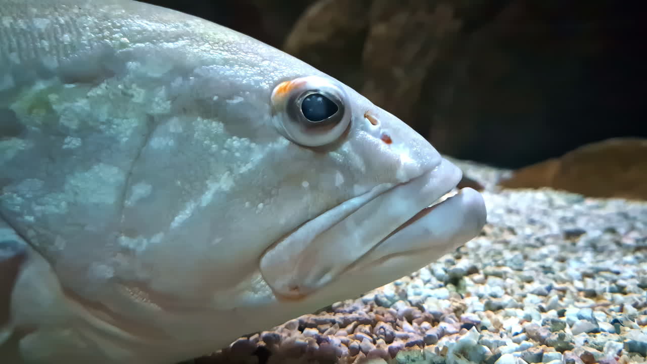 아피네펠리나 (epinephelinae) 라고도 불리는 물에 사는 종으로 큰 입술을 가진 바다 생물이다.