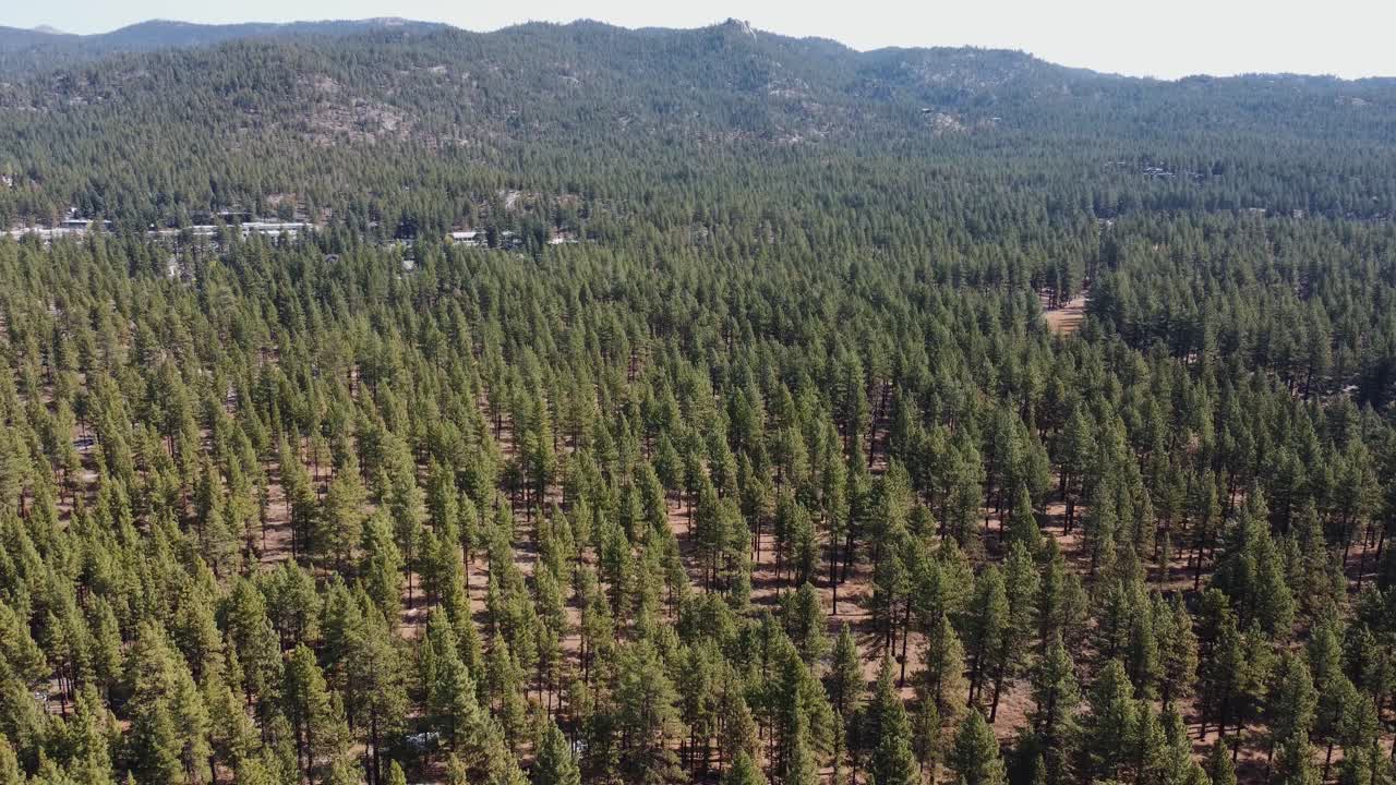Crane shot of thousands of pine trees and the mountains in the background of the Tahoe forest