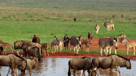 wildebeest and zebra with their young drinks at waterhole together, telephoto