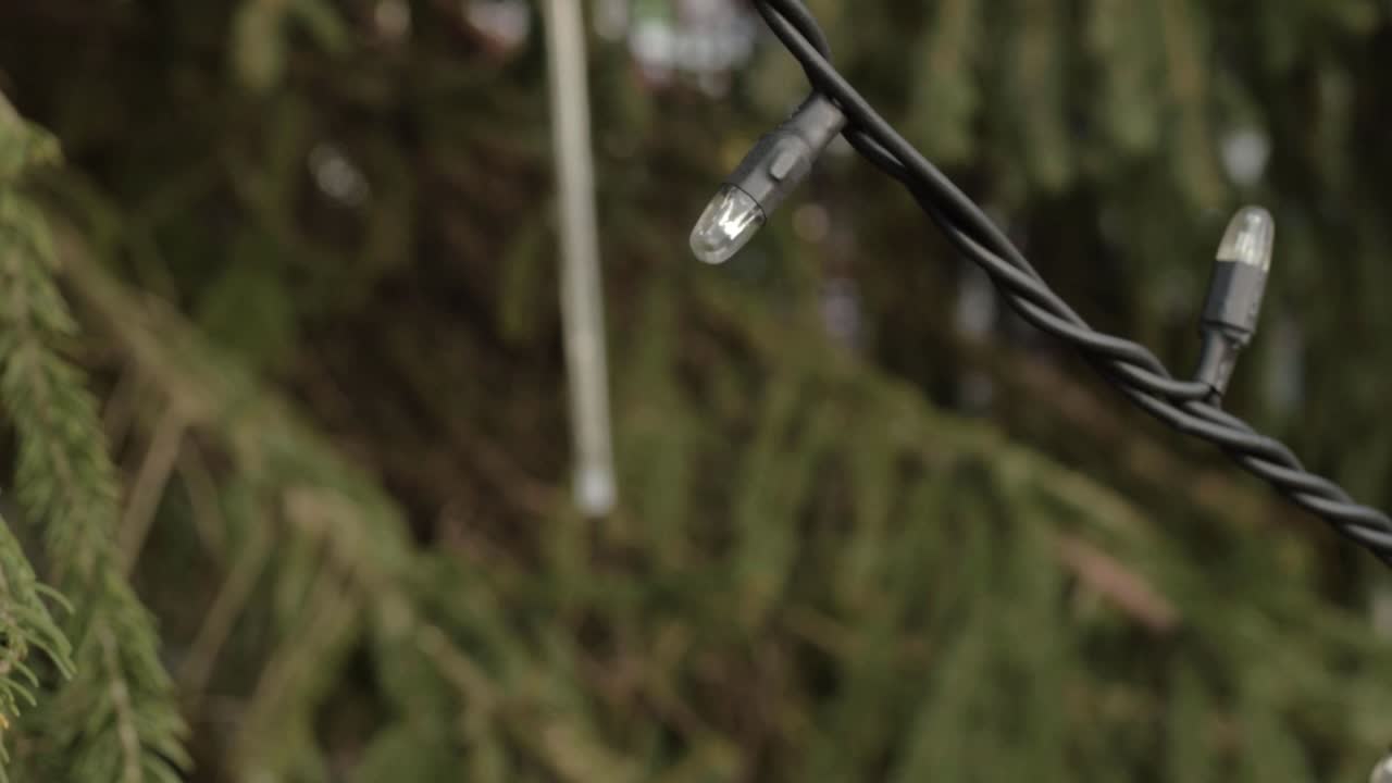 Unlit Christmas lights hanging from a Christmas tree background
