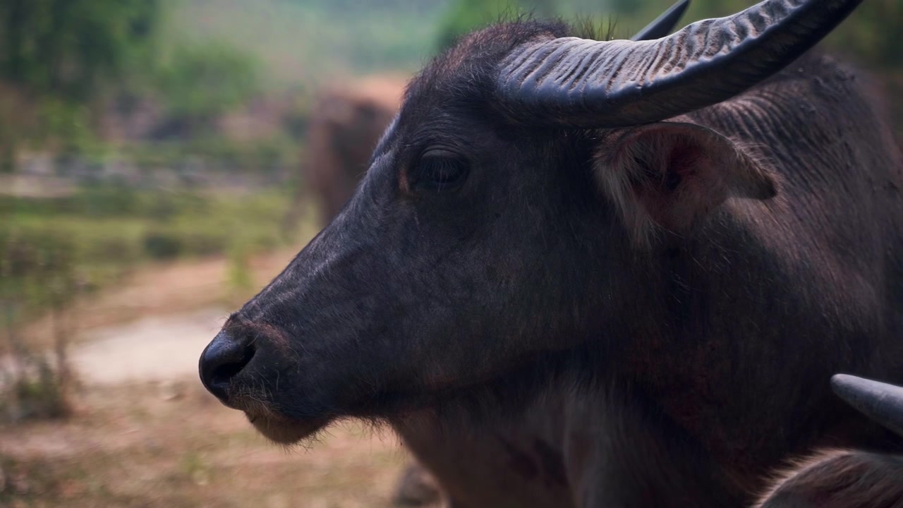 Water buffalo turning its horned head, asian elephants grazing behind.