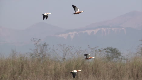 Brandgänse,-Die-Im-Chitwan-Nationalpark-In-Der-Südlichen-Region-Nepals-In-Zeitlupe-Fliegen