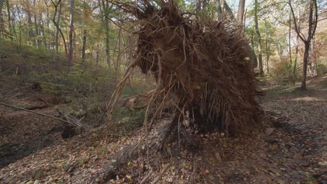 upturned tree base and roots, along wissahickon creek