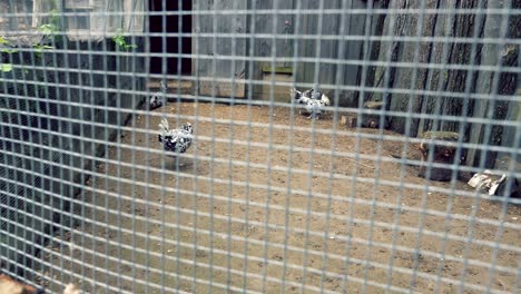 pollos de lujo en un gallinero