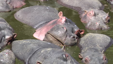 hippo big group packed together relaxing in a pool, serengeti n