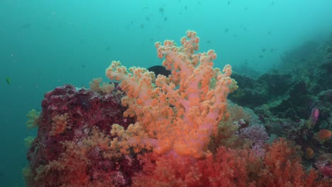 Yellow-and-orange-soft-coral-on-coral-rock-and-reef-fishes-with-blue-background