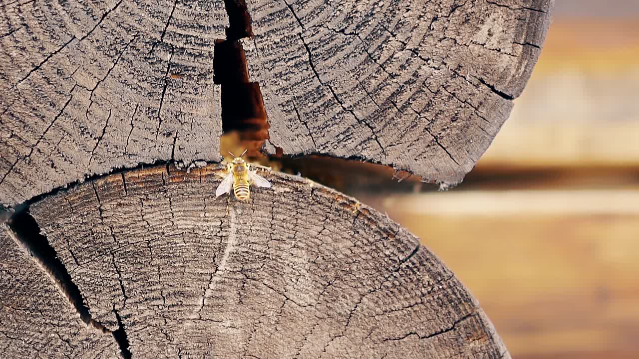 Primo piano in slow motion. Le vespe si alzano in volo e costruiscono un nido.