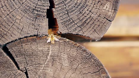 Nahaufnahme-In-Zeitlupe:-Die-Wespen-Fliegen-Hoch-Und-Bauen-Ein-Nest
