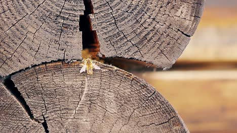 close-up slow motion the wasps fly up build a nest