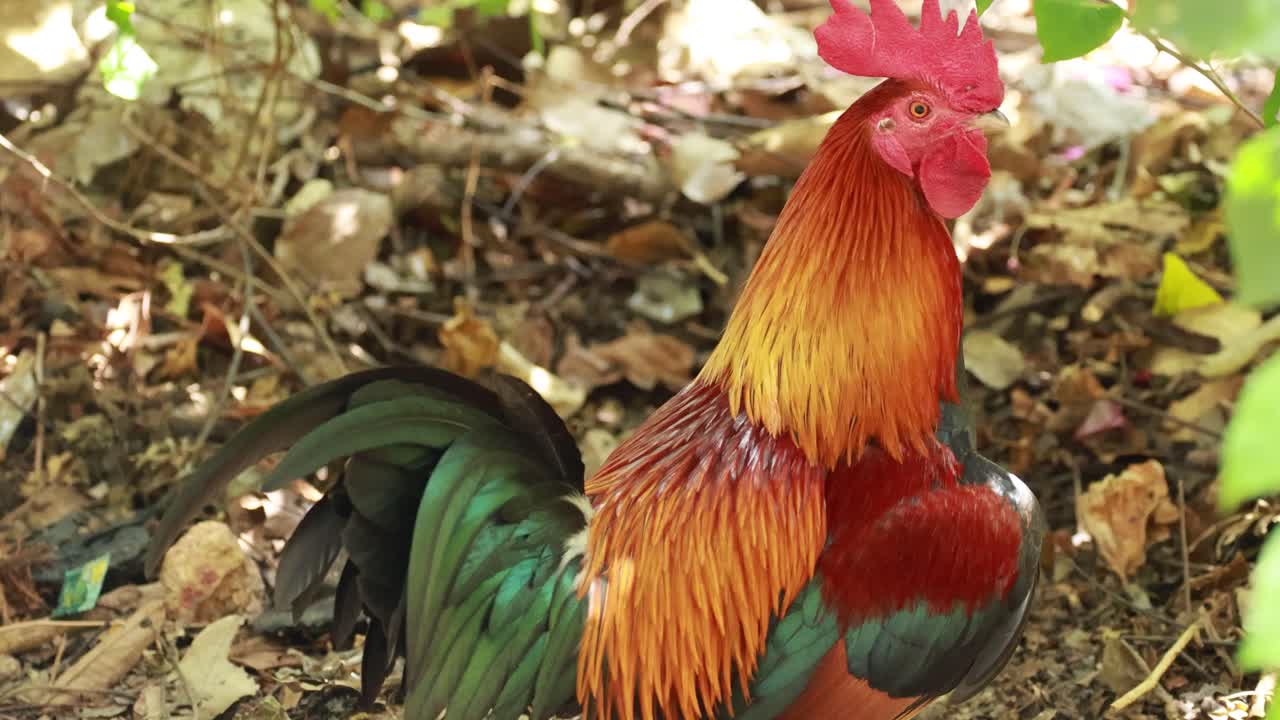 A colorful rooster stands alert in a sunlit forest in Phuket, Thailand, surrounded by foliage and natural debris