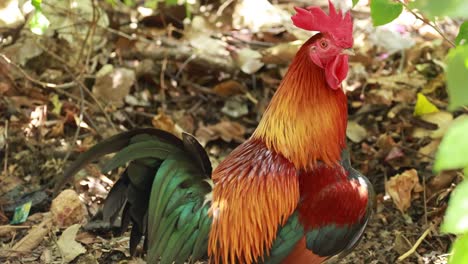 a colorful rooster stands alert in a sunlit forest in phuket, thailand, surrounded by foliage and natural debris