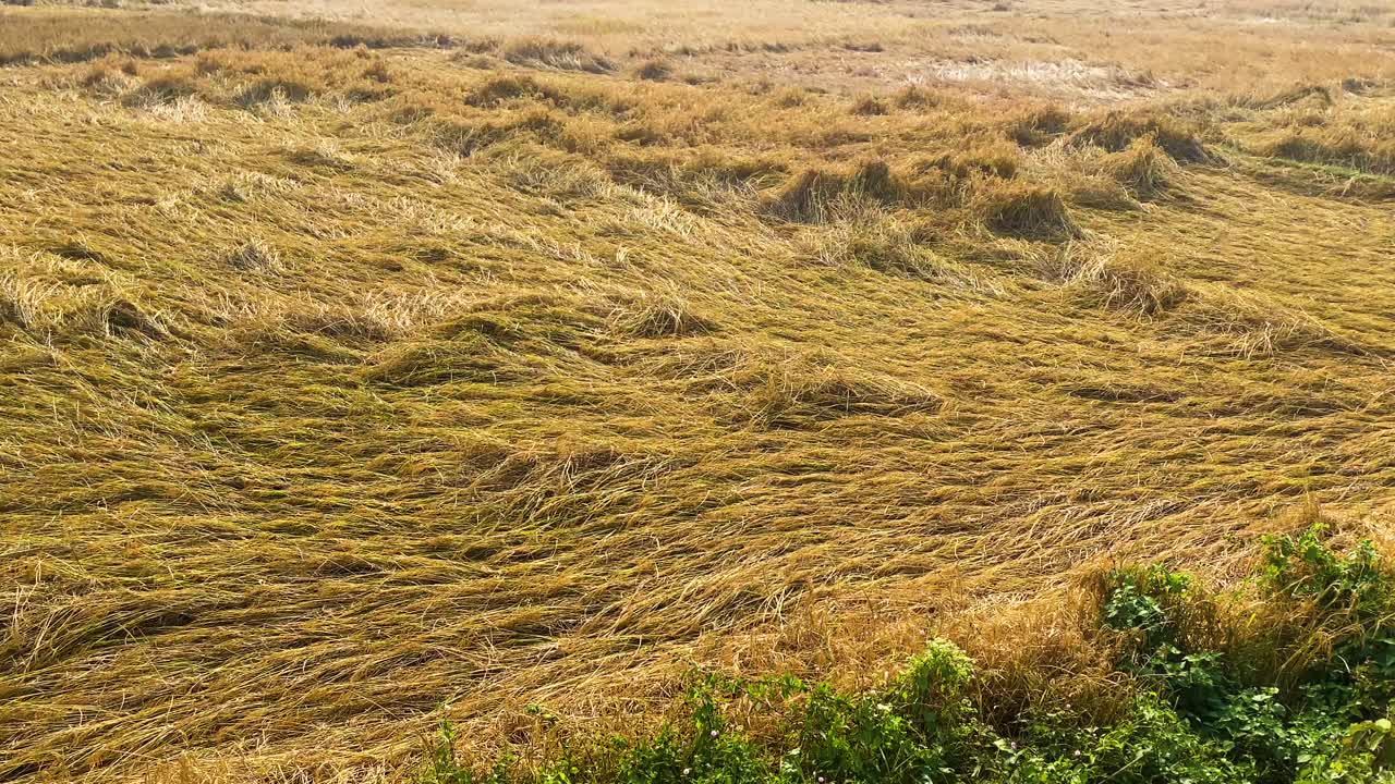Voldsom storm ødelægger gyldenmoden rismark i Bangladesh