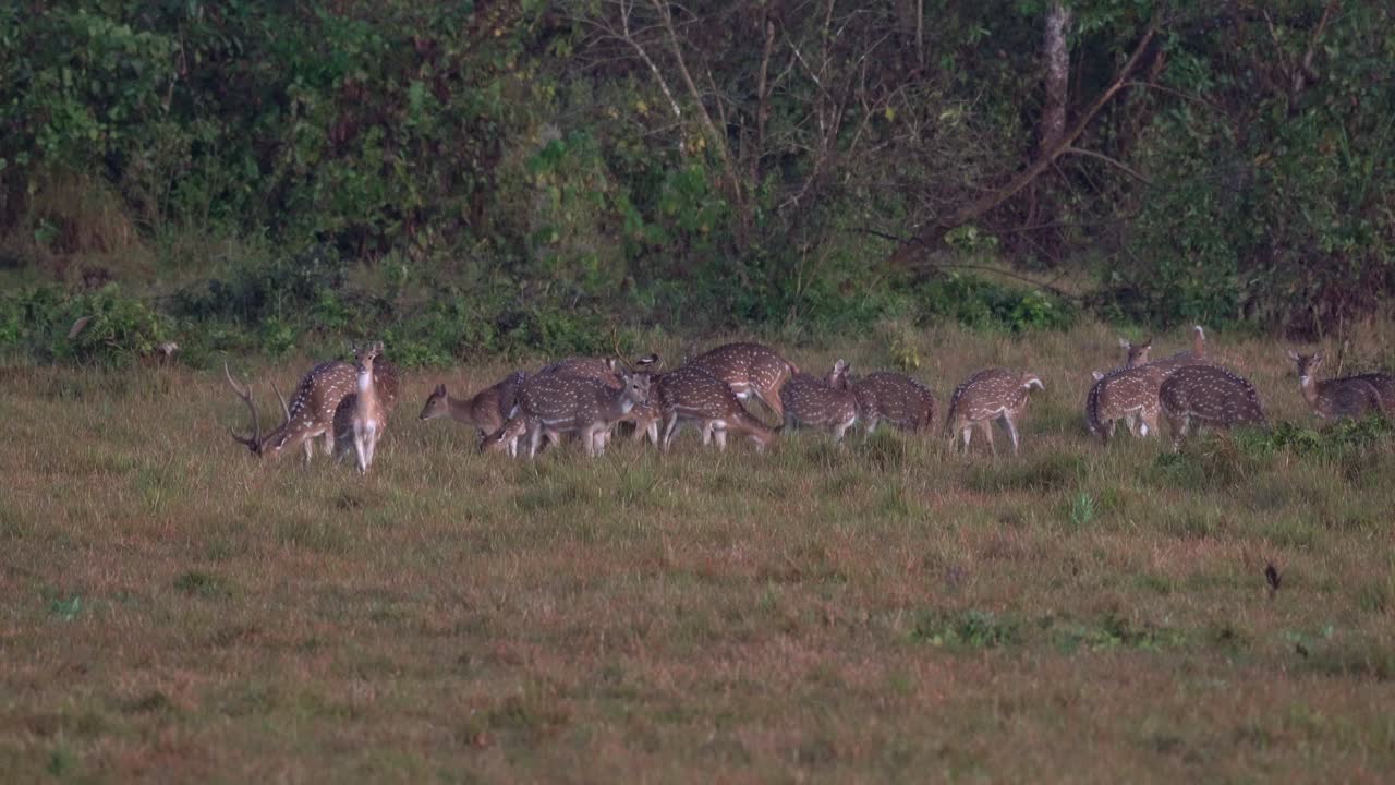 정글의 위험에 대해 경고하는 점박이 사슴 그룹