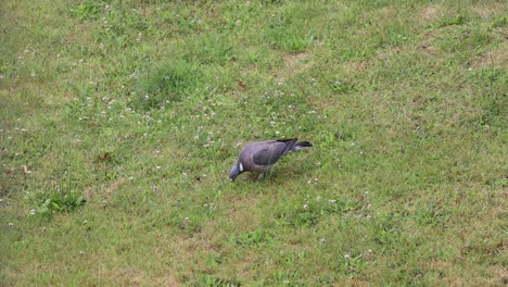 Taube,-Die-Auf-Dem-Gras-Herumläuft-Und-Kleine-Samen-Frisst