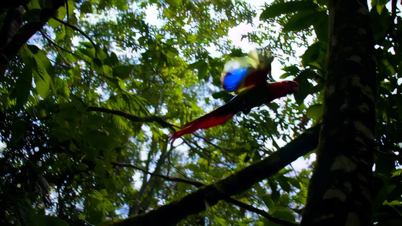 Colorful Parrot in Flight Through a Lush Rainforest Canopy