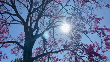 beautiful sliding shot of the sun shining through the branches of a flowering japanese cherry tree against a blue sky in brasilia city park