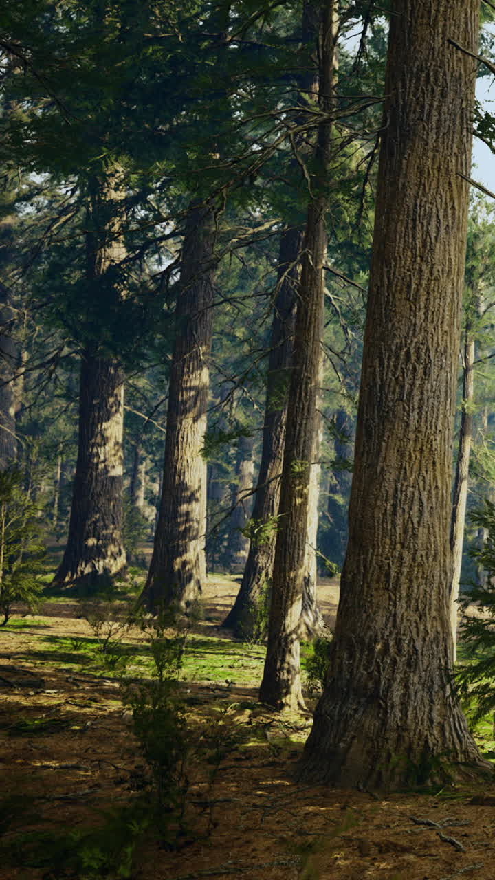 La luce del sole filtra attraverso gli alberi in una fitta foresta durante il giorno