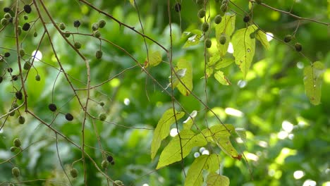 small bird with orange chest hanging upside down on tree branch and flying away