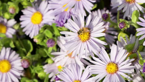 abeja recolectando polen o néctar en una flor de aster de san bernardino en un día soleado