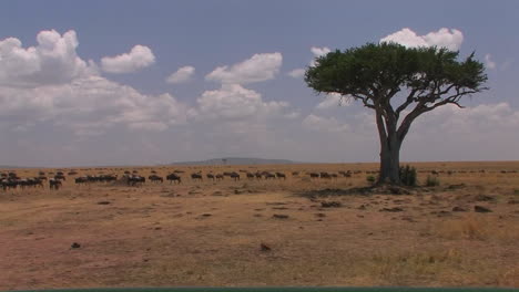 Eine-Herde-Gnus-Durchstreift-Eine-Offene-Ebene