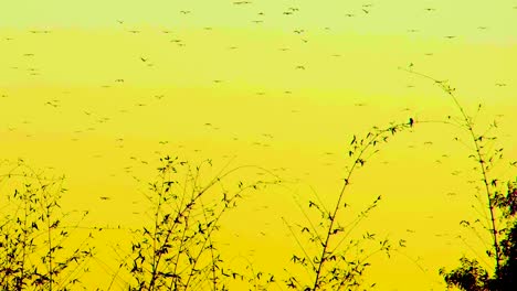 migratory birds flying over bamboo forest at sunset - low angle shot